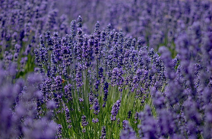 purple lavender flowers, lavender, field, sharpness, HD wallpaper