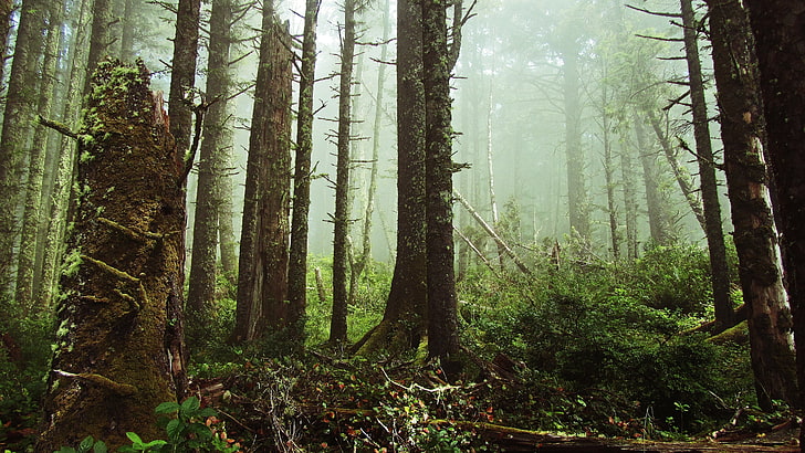 las, paprocie, mgła, pień drzewa, przyroda, Tapety HD