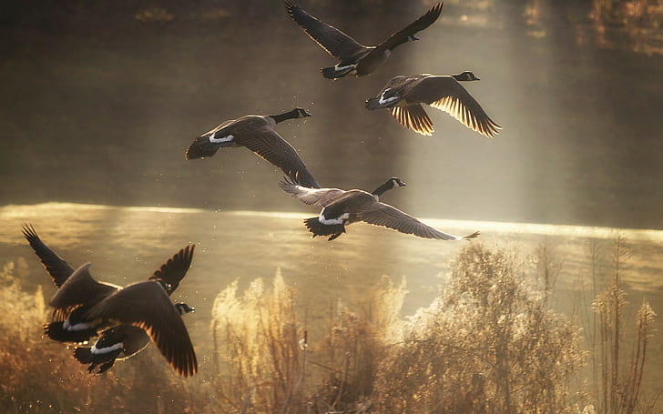 wildlife sunlight flying geese birds, HD wallpaper