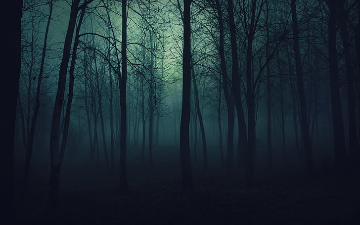 Dark Forest Trees Mist Fog HD, голи дървета, природа, дървета, гора, тъмно, мъгла, мъгла, HD тапет