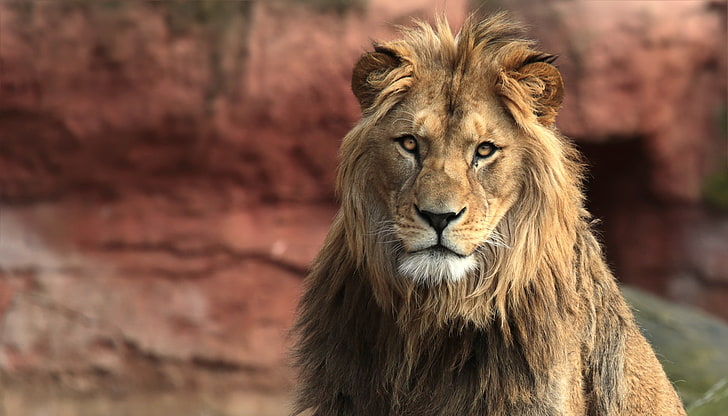 große Katzen, Löwen, Tiere, HD-Hintergrundbild