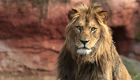 big cats, lion, animals, HD wallpaper HD wallpaper
