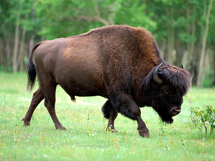 Big buffalo, black bull, Animals, Buffalo, big, normal, wallpaper, american, north, wildlife, HD wallpaper