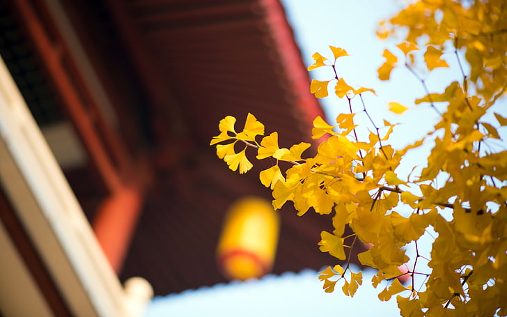 Autumn gold ginkgo leaf red building closeup, HD wallpaper