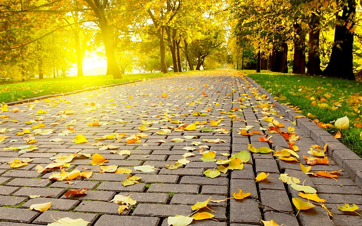 Jesienny chodnik, chodnik, słońce, park, jesień, zwierzęta, Tapety HD