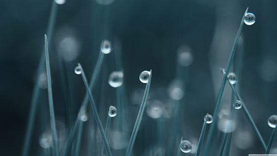 bokeh, dew, drops, grass, Water, 4k, 8k, HD wallpaper HD wallpaper