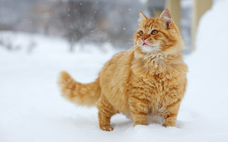 felino, esponjoso, gato, nieve, Fondo de pantalla HD