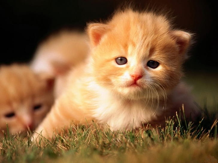red-kitties животно котка сладки очи коте червено HD, животни, животно, котка, червено, сладко, коте, очи, HD тапет
