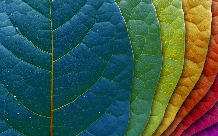 zielony liść, wielokolorowy liść, liście, makro, kolorowy, rośliny, obróbka zdjęć, krople wody, Tapety HD