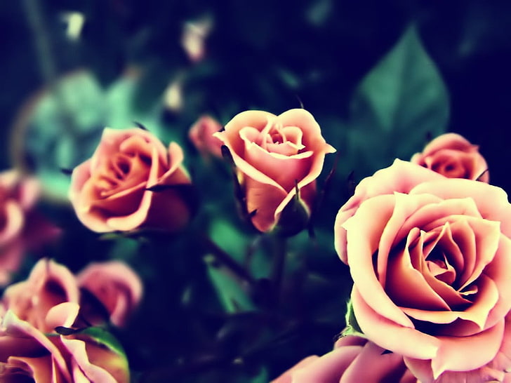 różowe róże, kwiaty, róża, zbliżenie, Tapety HD