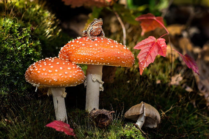 mushrooms, moss, frog, mushroom, HD wallpaper