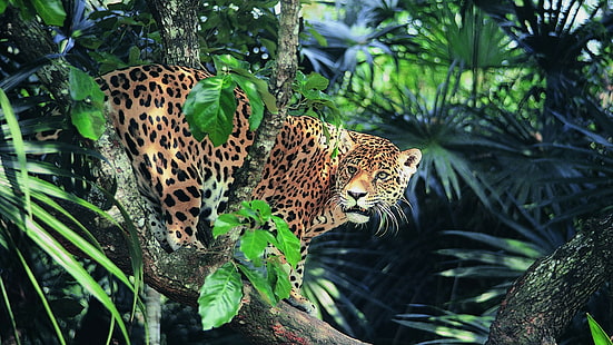 Ягуар, очи, джунгла, очи, джунгла, Ягуар, слънчева светлина, HD тапет HD wallpaper
