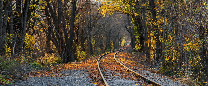 ferrocarril, bosque, Fondo de pantalla HD