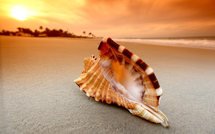 black and white seashell in sunset, beach, sand, nature, HD wallpaper