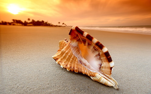 black and white seashell in sunset, beach, sand, nature, HD wallpaper HD wallpaper
