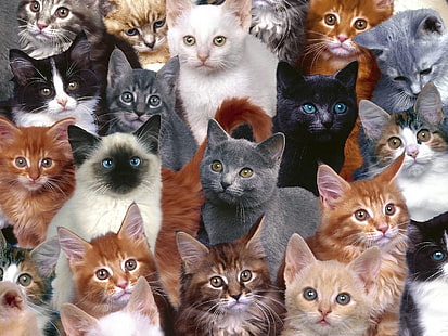 assorted-color cat lot, kittens, many, photoshop, HD wallpaper HD wallpaper