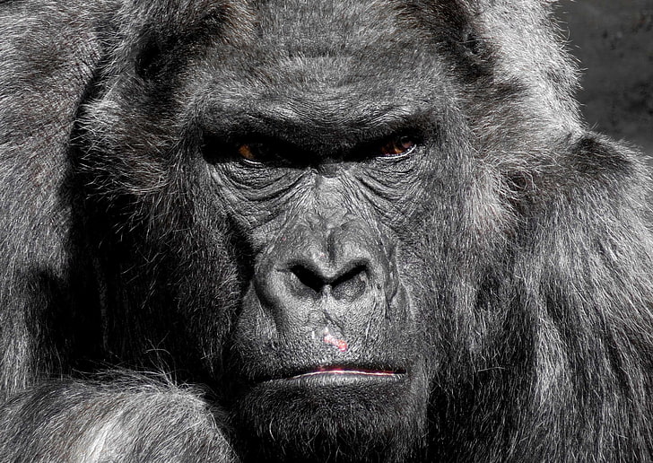 животно, животинска фотография, черно, наблизо, горила, маймуна, сребърен, дива природа, HD тапет