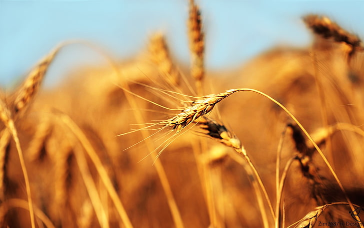 wheat field, macro, closeup, wheat, barley, crops, plants, HD wallpaper