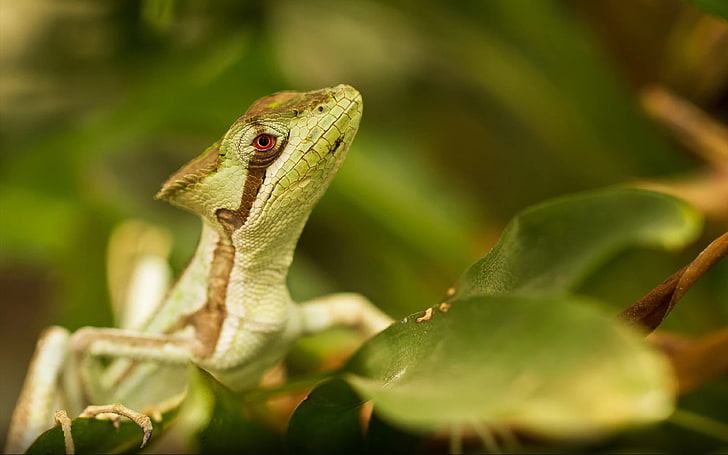 Reptile Gecko Green Lizard en hojas de ramita pertenecen al infrarrojo Gekota Desktop Hd Wallpapers para teléfonos móviles y computadoras 3840 × 2400, Fondo de pantalla HD