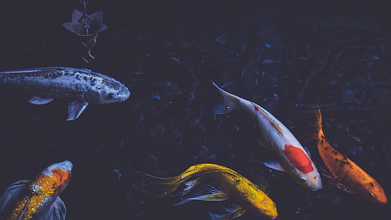 bando de peixes koi, fotografia, peixe, koi, lagoa, água, animais, HD papel de parede HD wallpaper