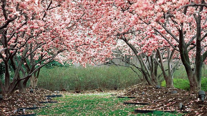 spring, garden, flowering, trees, blooming, season, magnolia, magnolia tree, magnolia trees, pink magnolia, blossom, bloom, gardening, HD wallpaper