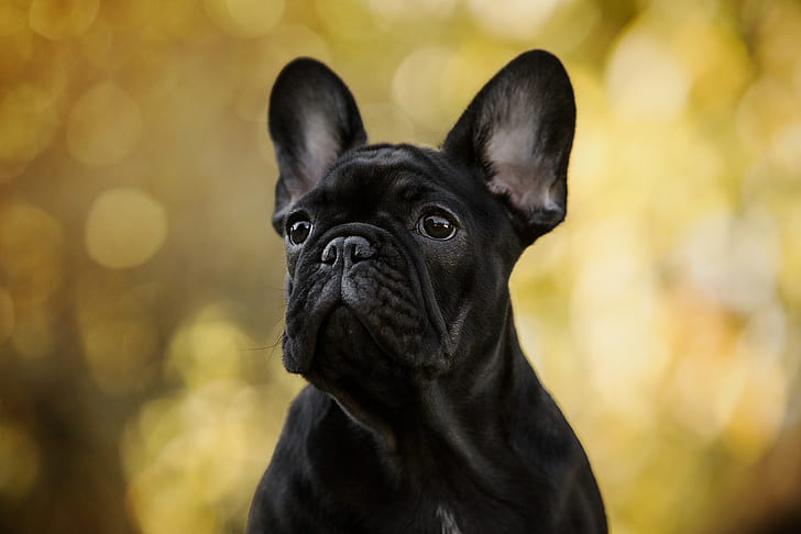autumn, look, light, yellow, background, portrait, dog, black, bulldog, ears, face, bokeh, French bulldog, HD wallpaper