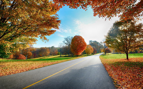 Country road in the fall, maple tree, world, 1920x1200, tree, road, autumn, fall, HD wallpaper HD wallpaper