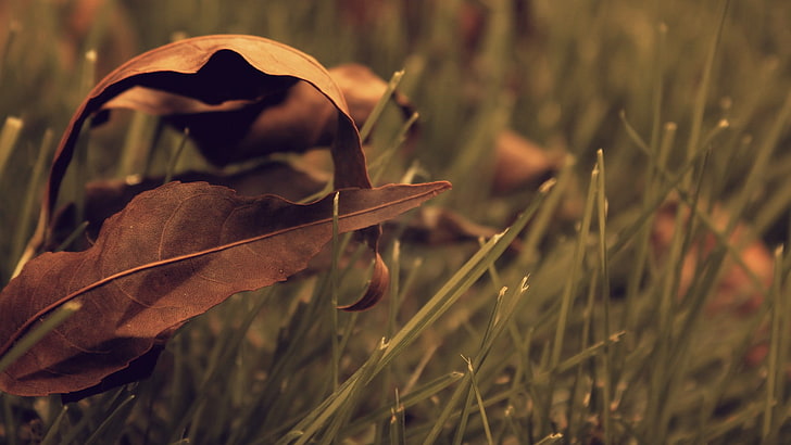 ใบไม้แห้งสีน้ำตาลการถ่ายภาพระยะชัดลึกของใบไม้แห้งบนหญ้าสีเขียวธรรมชาติ, วอลล์เปเปอร์ HD