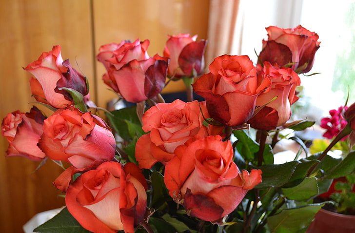 الورود الوردية ، الورود ، الزهور ، الباقة ، البراعم، خلفية HD