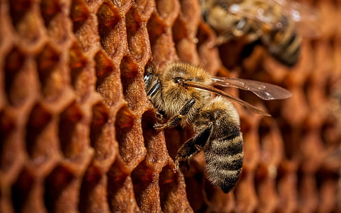 ผึ้งสีน้ำตาลผึ้งสัตว์แมโครแมลง, วอลล์เปเปอร์ HD HD wallpaper