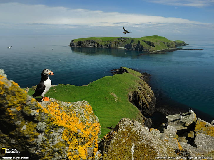 kuşlar, sahil, ada, liken, National Geographic, Puffins, İskoçya, İngiltere, HD masaüstü duvar kağıdı