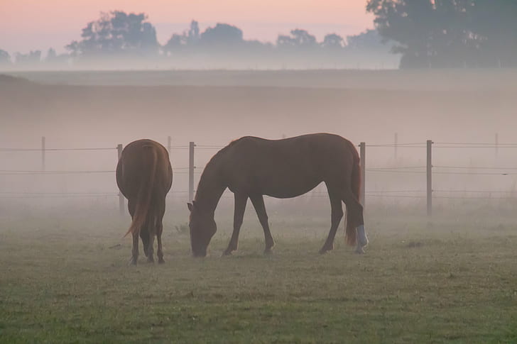 due cavalli marroni al campo di erba verde durante il giorno, Misty, mattina, marrone, cavalli, erba verde, campo in erba, di giorno, Söderslätt, animale, campagna, alba, dimma, nebbia, cavallo, häst, paesaggio, paesaggio, nebbia, alba,natura, al di fuori, mammifero, prato, fattoria, erba, pascolo, stallone, scena rurale, tramonto, campo, Sfondo HD