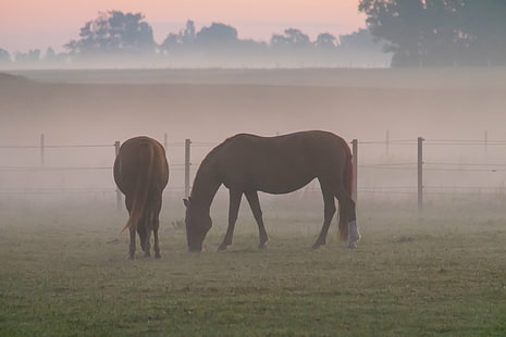 due cavalli marroni al campo di erba verde durante il giorno, Misty, mattina, marrone, cavalli, erba verde, campo in erba, di giorno, Söderslätt, animale, campagna, alba, dimma, nebbia, cavallo, häst, paesaggio, paesaggio, nebbia, alba,natura, al di fuori, mammifero, prato, fattoria, erba, pascolo, stallone, scena rurale, tramonto, campo, Sfondo HD HD wallpaper
