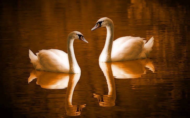 The Lovebirds, swans, birds, swan, lovebirds, lake, animals, HD wallpaper