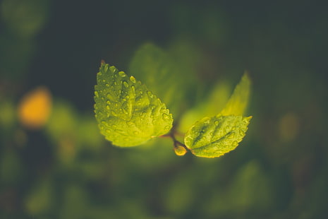 grünblättrige Pflanze, grüne Blätter mit Wassertröpfchen, Natur, Blätter, Makro, Wassertropfen, Grün, Schärfentiefe, Zweig, HD-Hintergrundbild HD wallpaper