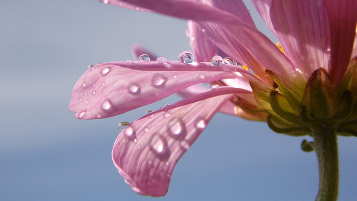 Flowers Macro Water Drops Pink HD, природа, макро, цветя, вода, розово, капки, HD тапет