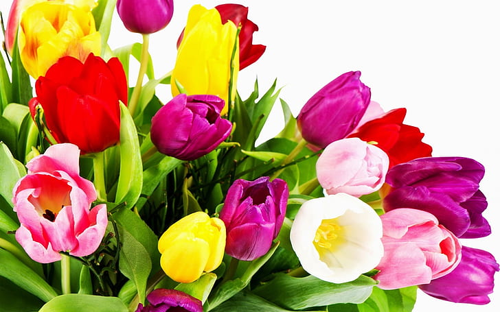 Tulipani meravigliosi, tulipani freschi, foto di tulipani, foto di tulipani, Sfondo HD