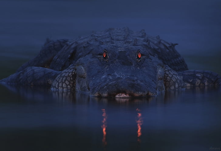 аллигатор, крокодил, темно, глаза, река, сумерки, HD обои
