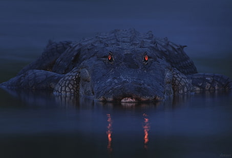 аллигатор, крокодил, темно, глаза, река, сумерки, HD обои HD wallpaper
