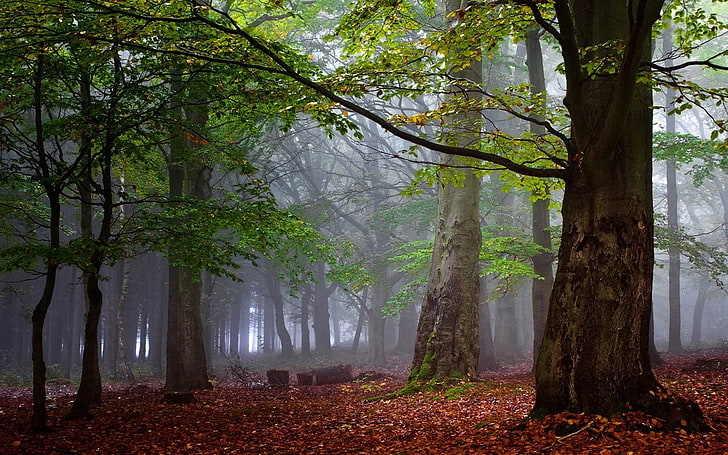 緑の葉の木、写真、自然、風景、朝、森、霧、秋、葉、木、穏やかな、 HDデスクトップの壁紙