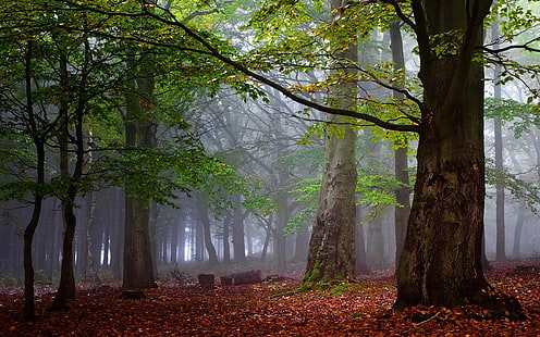 зеленое лиственное дерево, фотография, природа, пейзаж, утро, лес, туман, осень, листья, деревья, спокойствие, HD обои HD wallpaper