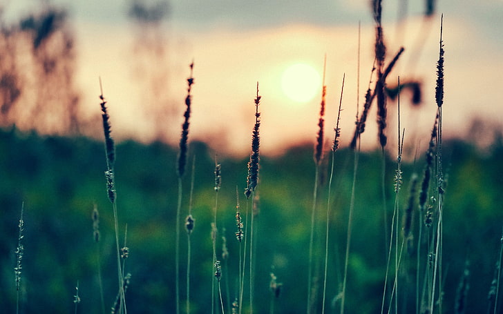 Gras, Makro, HD-Hintergrundbild