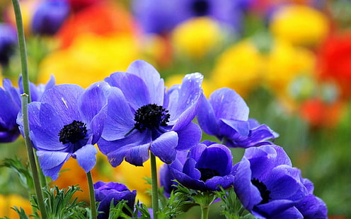 azules, flores, jardin, naturaleza, Fond d'écran HD HD wallpaper