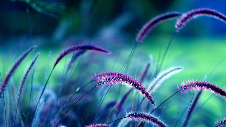 rumput ungu, rumput, makro, close-up, foto, Wallpaper HD