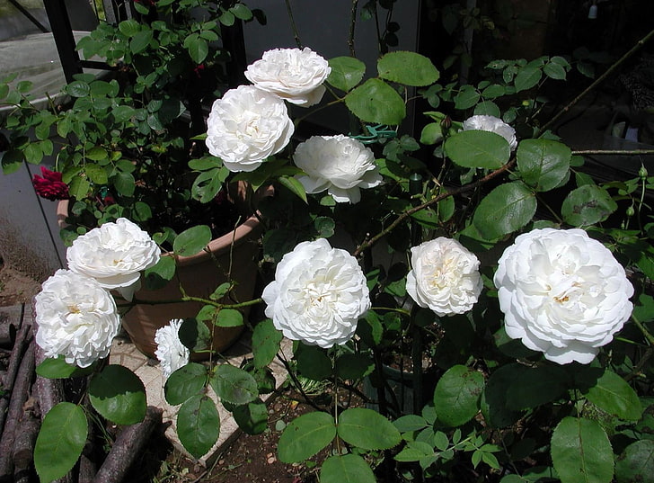 white petaled flower, roses, flowers, white, planters, garden, HD wallpaper