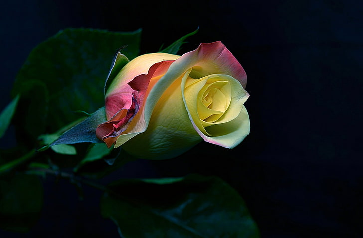 Impresionante flor, rosa amarilla y rosa, Aero, negro, flor, rosa, flores  impresionantes, Fondo de pantalla HD | Wallpaperbetter