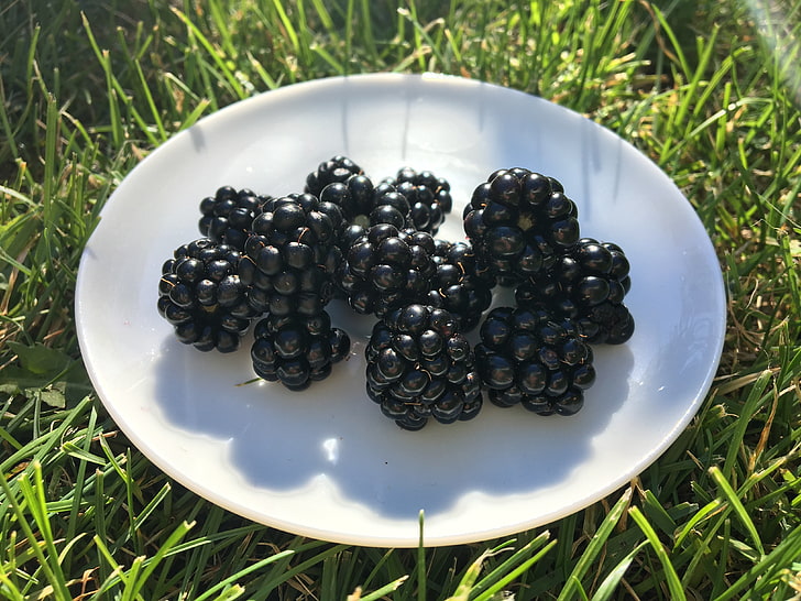 blackberries on plate, blackberry, berry, plate, grass, HD wallpaper
