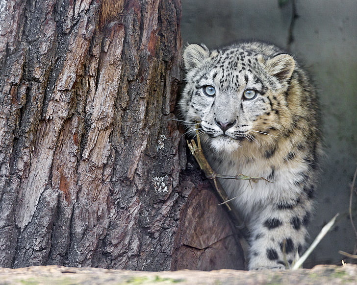 leopardo de las nieves, gato, mira, árbol, IRBIS, leopardo de las nieves, cachorro, gatito, © Tambako The Jaguar, Fondo de pantalla HD