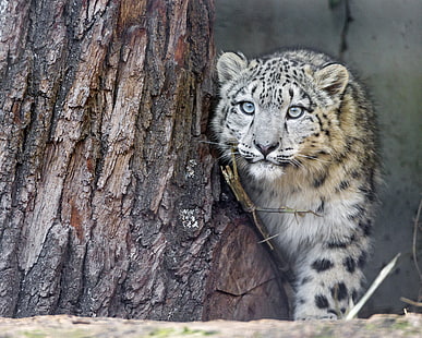 leopardo delle nevi, gatto, sguardo, albero, IRBIS, leopardo delle nevi, cucciolo, gattino, © Tambako The Jaguar, Sfondo HD HD wallpaper