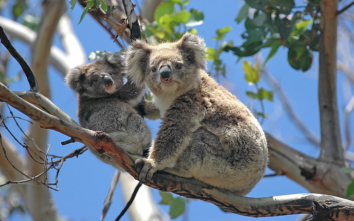 Koala, HD-Hintergrundbild